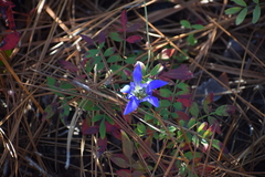 Gentiana autumnalis