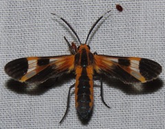 Arctiinae