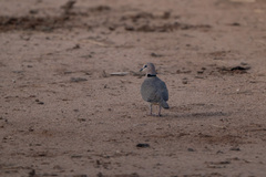 Streptopelia capicola