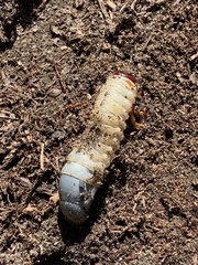 Popillia japonica