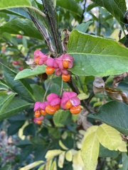 Euonymus europaeus