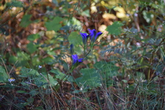 Gentiana autumnalis