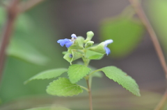 Salvia ballotiflora