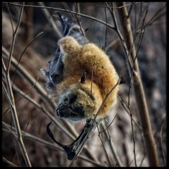 Pteropus poliocephalus