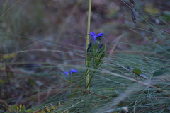 Gentiana autumnalis