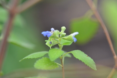 Salvia ballotiflora