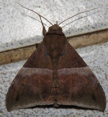 Ophisma