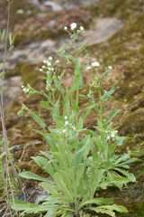 Erigeron philadelphicus