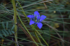 Gentiana autumnalis