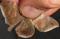 Ophisma