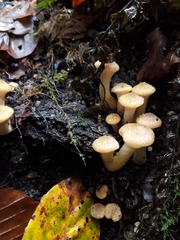 Armillaria limonea