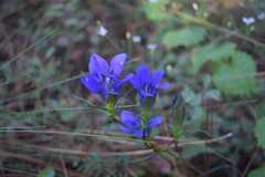Gentiana autumnalis
