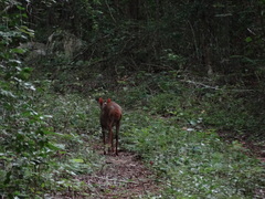 Odocoileus pandora