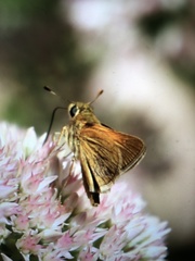 Polites themistocles