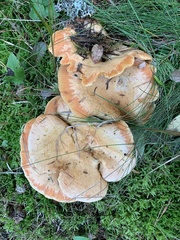Lactarius