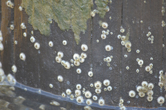 Balanomorpha
