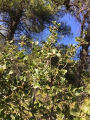 Quercus coccifera