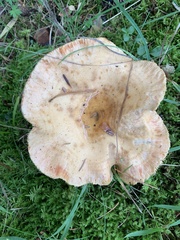 Lactarius