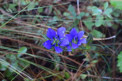 Gentiana autumnalis