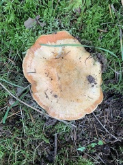 Lactarius