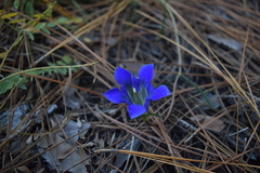 Gentiana autumnalis