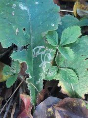 Phytomyza primulae