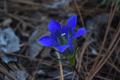 Gentiana autumnalis