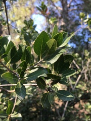 Phillyrea latifolia