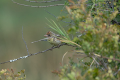 Trachyphonus darnaudii