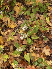 Eurybia