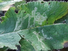 Phytomyza primulae