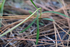 Gentiana autumnalis