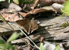 Eudamini