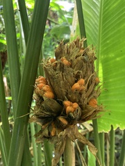 Marantaceae