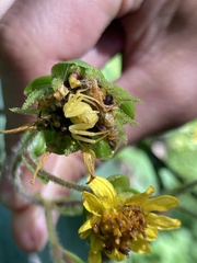 Misumenops