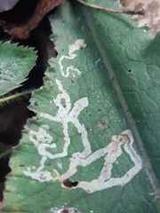 Phytomyza primulae