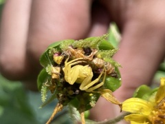 Misumenops