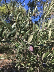Olea europaea