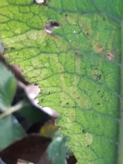 Phytomyza primulae