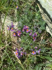 Linaria alpina