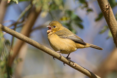 Sporophila morelleti