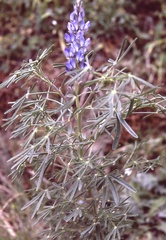 Lupinus angustifolius