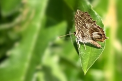 Cacyreus marshalli