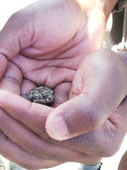 Tomopterna delalandii