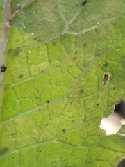 Phytomyza primulae