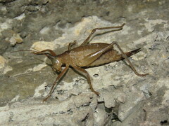 Triencentrus mexicanus