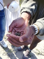 Tomopterna delalandii