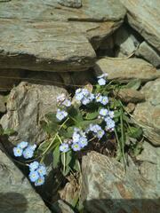 Myosotis alpestris