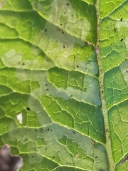 Phytomyza primulae