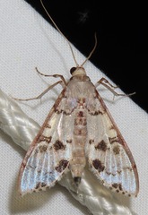 Azochis